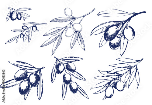 Hand drawn olive branches with leaves and berries ink sketches. For food and drink background