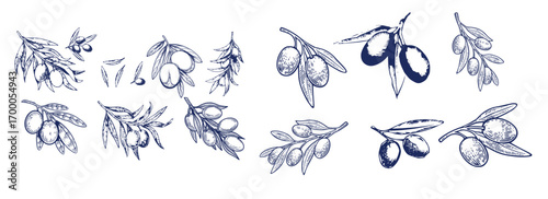 Hand drawn olive branches with leaves and berries ink sketches. For food and drink background