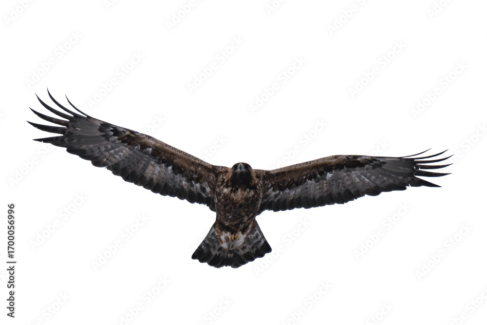 Obraz premium Golden eagle (Aquila chrysaetos) isolated, png with no background. 