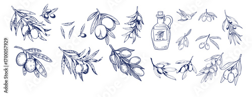 Hand drawn olive branches with leaves and berries ink sketches. For food and drink background