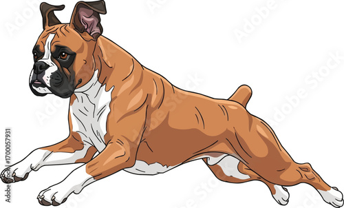 Boxer dog running energetic side view vector illustration