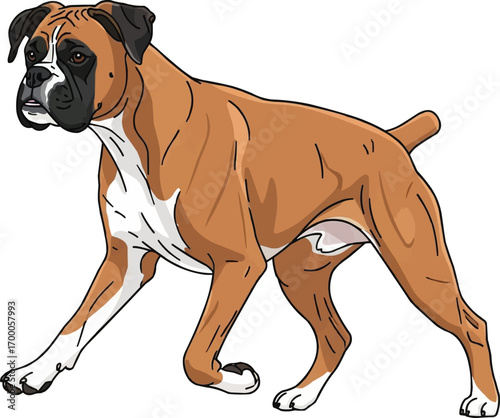 Boxer dog walking side view vector illustration
