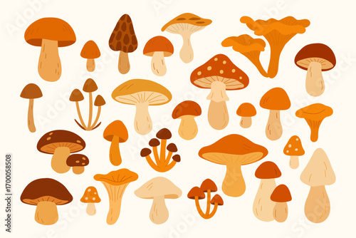 Set of wild mushrooms with different shapes and colors including porcini bay bolete birch bolete king mushroom fly agaric and toadstool for botanical illustration and decorative design