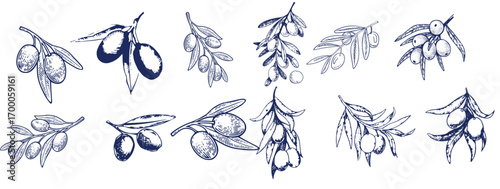 Hand drawn olive branches with leaves and berries ink sketches. For food and drink background