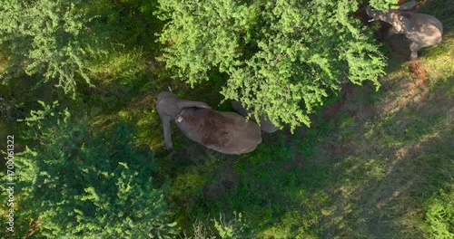 Aerial view of a solitary elephant beneath trees, its form contrasting with the green foliage and the grassy ground, Tumbeta Reserve, Thabazimbi, South Africa.