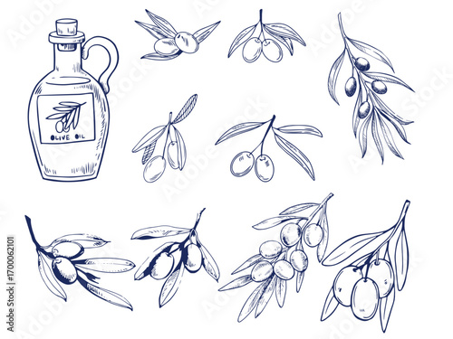 Hand drawn olive branches with leaves and berries ink sketches. For food and drink background