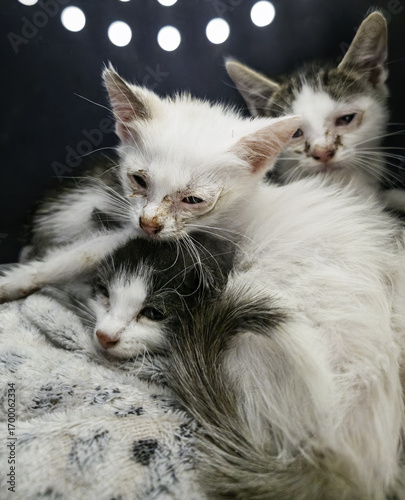 Sick little cats