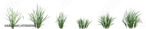 Set of frontal Acorus calamus (also called sweet flag, sway or muskrat root) isolated png on a transparent background perfectly cutout high resolution