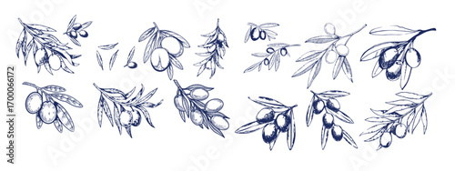 Hand drawn olive branches with leaves and berries ink sketches. For food and drink background
