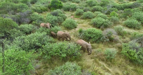 Aerial view of elephants roaming through the green landscape with scattered bushes and tall grass, Tumbeta Reserve, Thabazimbi, South Africa.
