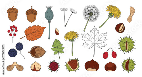 Collection of autumnal botanical elements and woodland seeds depicting seasonal flora and natural treasures