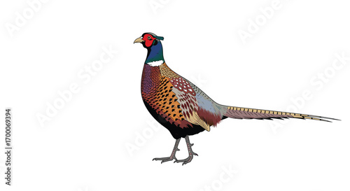 A majestic pheasant bird standing proudly with its plumage displayed in a natural setting