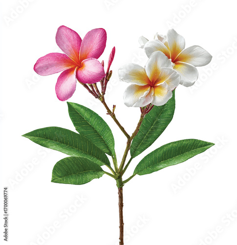 Elegant Plumeria Flowers Branch with Pink and White Blossoms in Detailed Watercolor Illustration Style