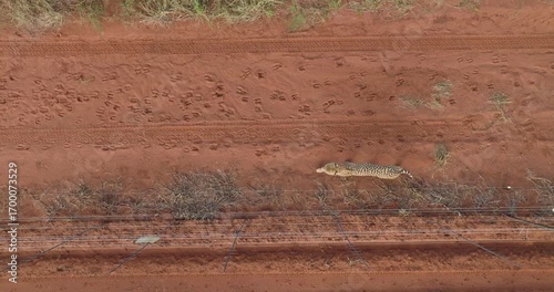 Aerial view of a cheetah walking across the red earth near a fence, contrasting with the earthy tones, Tumbeta Reserve, Thabazimbi, South Africa.