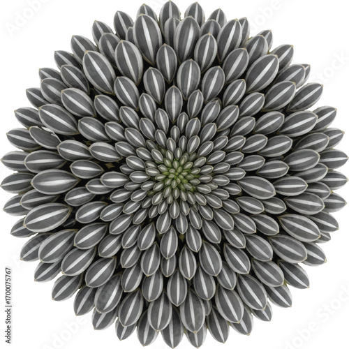 Sunflower Seed Head Isolated on transparent Bacground
