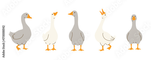 Five cute geese in various poses on a white background.