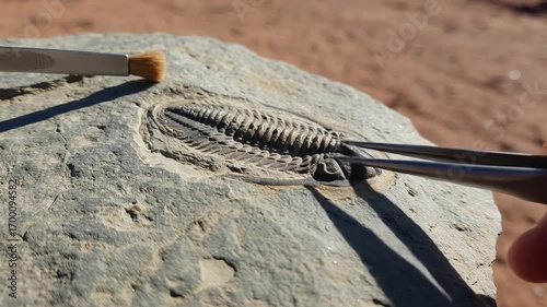 Trilobite fossil discovery meticulously examined on a weathered rock during a scientific paleontology and geology exploration, unveiling ancient prehistoric marine life.