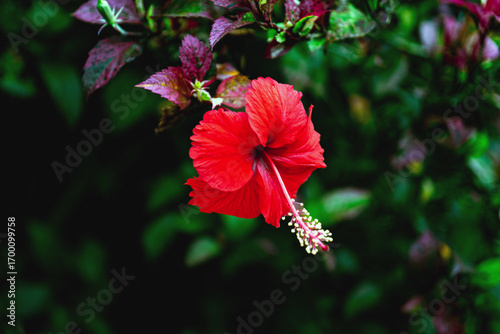 Hibiscus flower , Vibrant red hibiscus flower in full bloom close-up