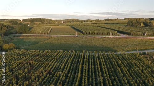Bavarian Hallertau Hop field from top view as a fly over with a drone during harvest autumn season