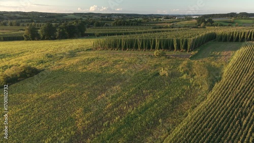 Bavarian Hallertau Hop field from top view as a fly over with a drone during harvest autumn season