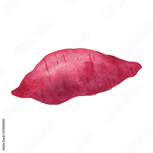 Watercolor illustration of sweet potato, perfect for product packaging, labels, menus, web design, banners, book illustrations and art prints with a natural, organic style. 