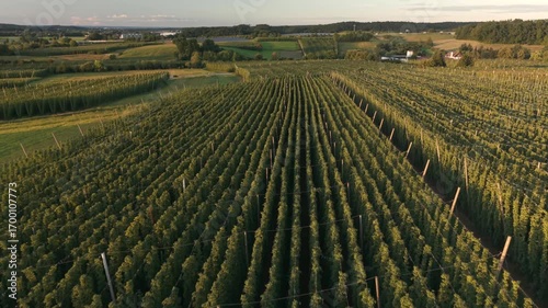 Bavarian Hallertau Hop field from top view as a fly over with a drone during harvest autumn season