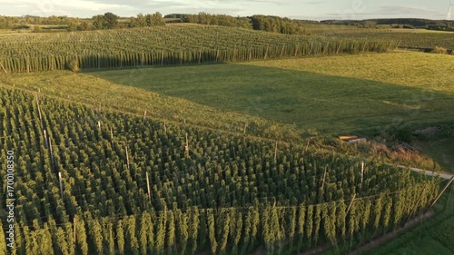 Bavarian Hallertau Hop field from top view as a fly over with a drone during harvest autumn season