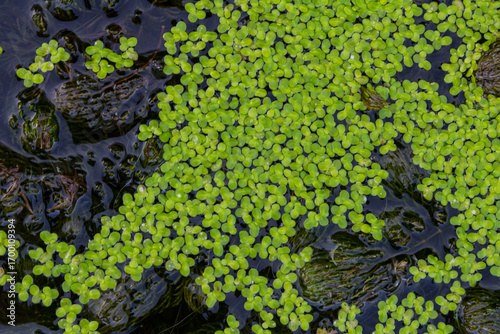 Least duckweed plants, Lemna minuta, on a water surface