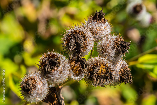 Arctium tomentosum, commonly known as the woolly burdock is a species of burdock belonging to the family Asteraceae
