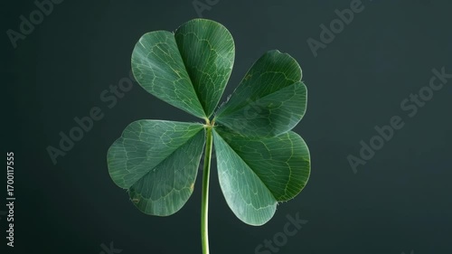 Close-up  of a green clover plant with four leaves.
