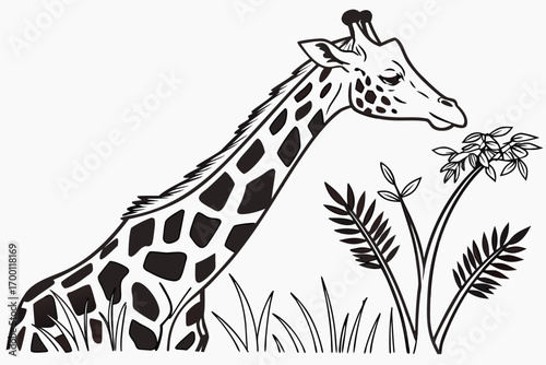 Giraffe eating leaves from a plant in the savannah