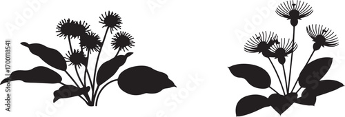 Wildflower Plant Silhouette Collection with Leaves on Transparent Background