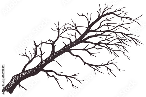 Dark silhouette of a bare tree branch against white background
