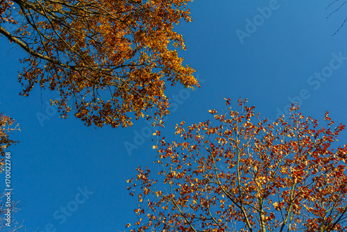 Backgrond of tree in autumn beech forest