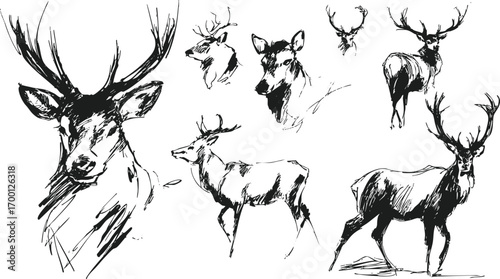 Hand drawn deer sketches in rustic vintage crayon styleю Wildlife illustration, hunting art, tattoo pencil drawing.