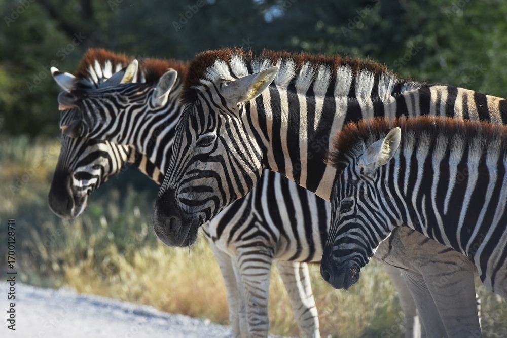 Fototapeta premium Steppenzebras (Equus quagga) im Etoscha Nationalpark