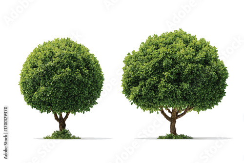 Two topiary trees isolated against white background presenting decorative green landscaping elements for garden design