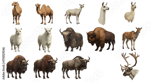 Collection of Wild Animals Including Camels Llamas Bison Reindeer and Guanaco