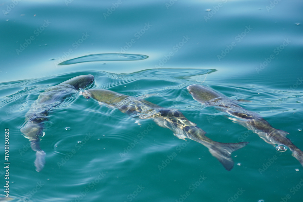 Fototapeta premium Fish Swimming in Clear Water
