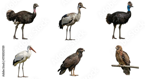 Collection of Six Different Bird Species Isolated on White Background Representing Avian Diversity