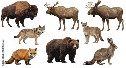 Collection of North American Wildlife Mammals Including Bison Moose Wolf Bear Fox Cougar and Rabbit Isolated on White Background