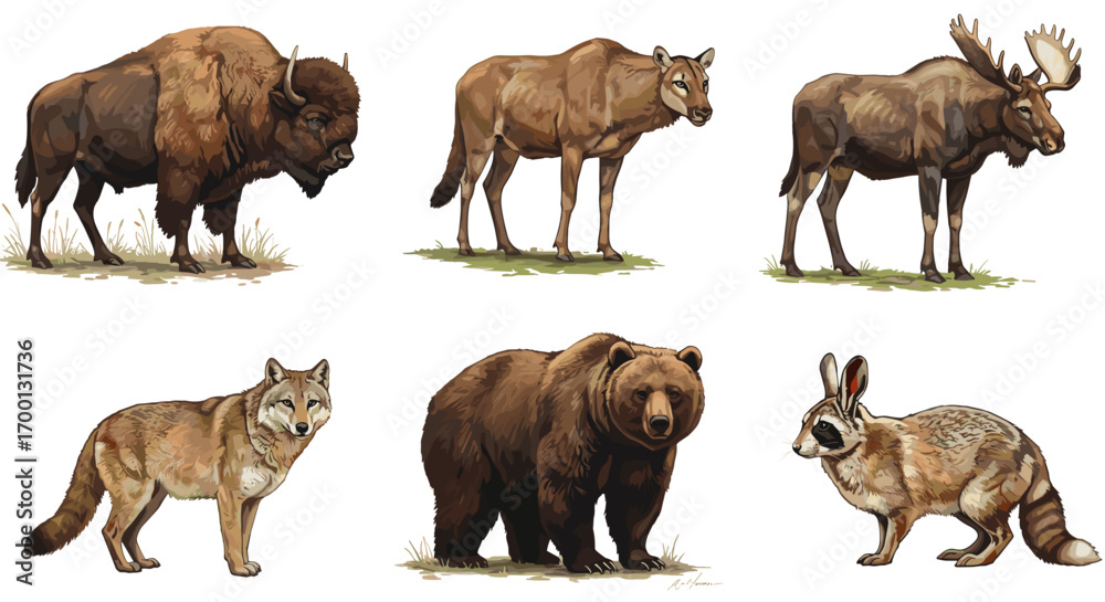 Obraz premium North American Wildlife Bison Wolf Moose Bear Puma and Jackrabbit on White Background