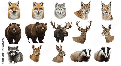 Collection of Wild Forest Animals Facing Forward Isolated on White Background