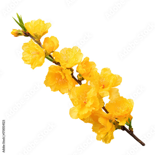 Yellow flower branch isolated on black