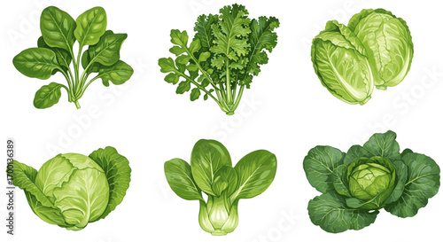 Healthy Green Leafy Vegetables Isolated on White Background for Culinary and Nutritional Content