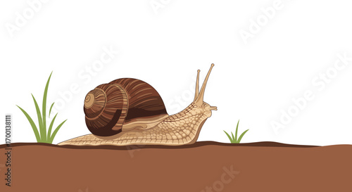 A small garden snail slowly crawls across the damp soil among blades of grass