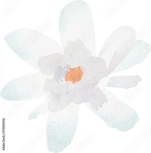 Soft pastel watercolor flower with light petals and orange center,Hand painted isolated on white background for wedding invitation,spring floral clipart,eco packaging and minimal botanical artwork