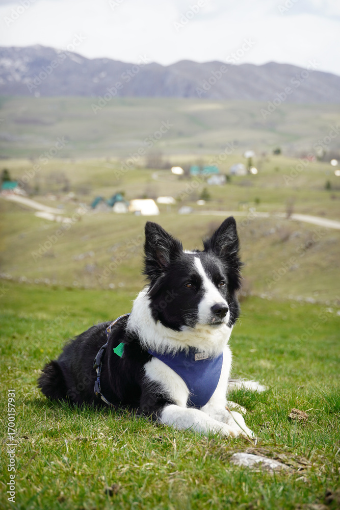 Fototapeta premium Border Collie Lying on Green Grass with Mountain View