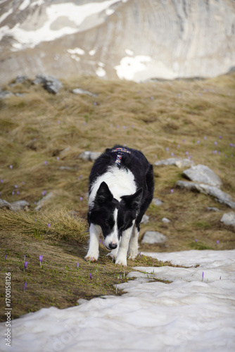 Beautiful Mountain View with Dog Outdoors