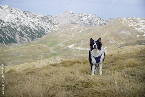 Dog in Scenic Mountain Landscape